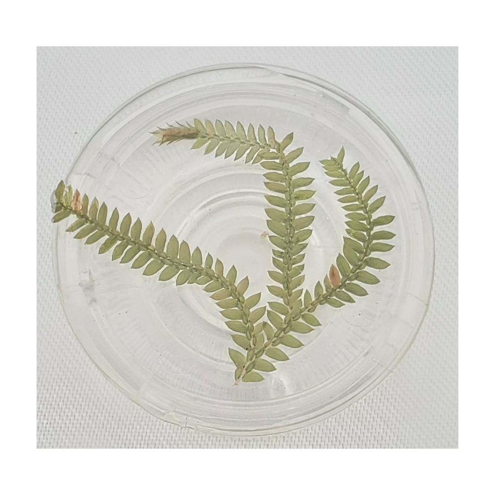 SOPORTE PARA CELULAR EN FORMA DE PLANTA 4CM